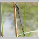 Ischnura elegans - Grosse Pechlibelle 08.jpg